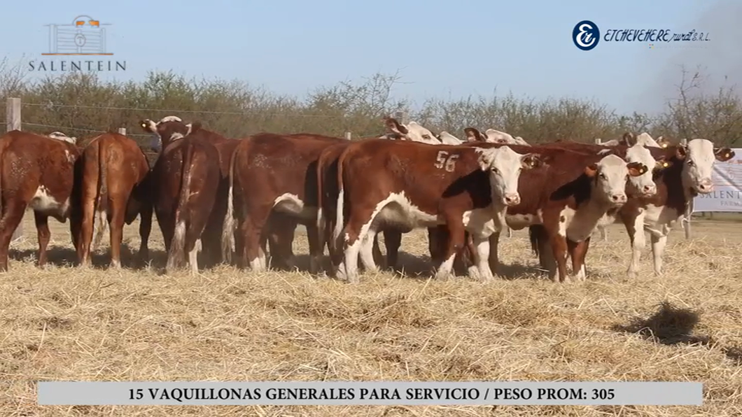 Lote Vaquillas Braford Generales para Servicio (Aptas Reproductivas por Tacto Rectal)