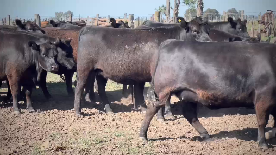 Lote 35 Vaquillonas MAS preñadas en Chascomús, Buenos Aires