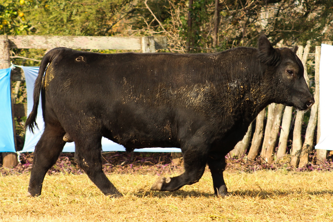 Lote CABAÑA COEMBOTÁ: RP 258