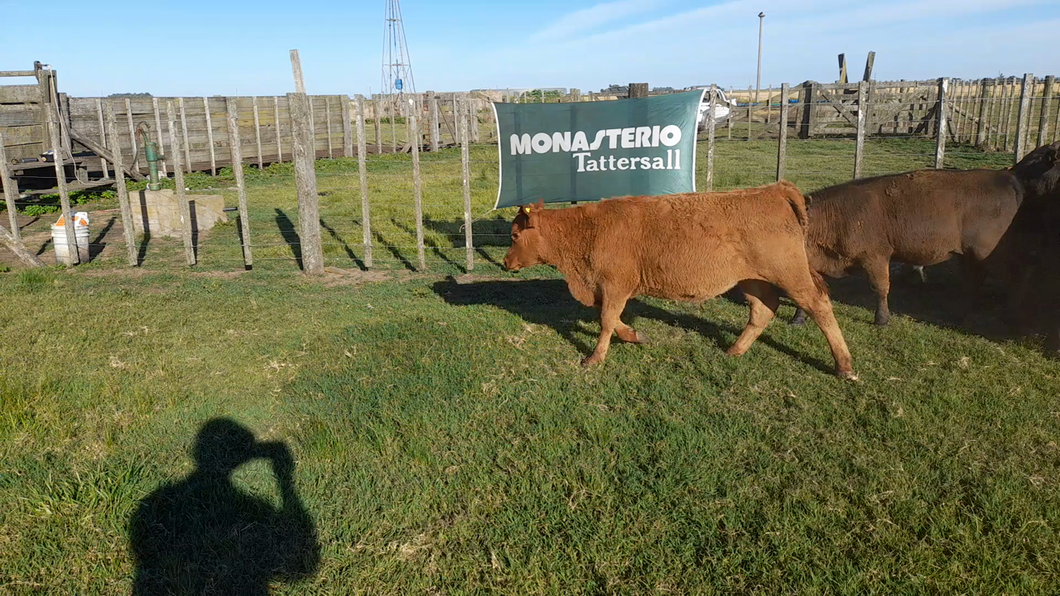 Lote 18 Terneros en Benito Juarez