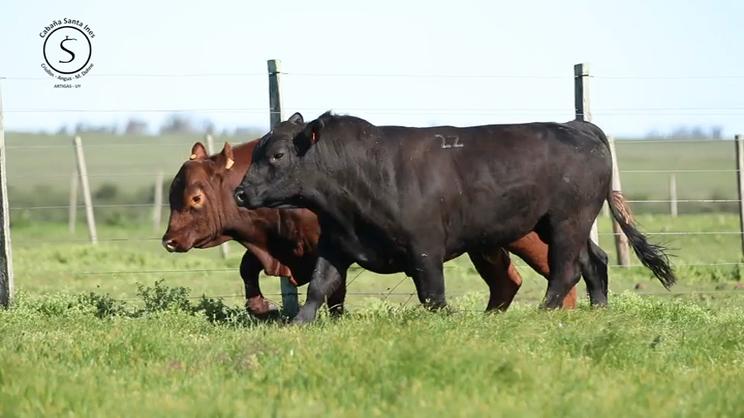 Lote 2 Toros a remate en Santa Ines, Artigas