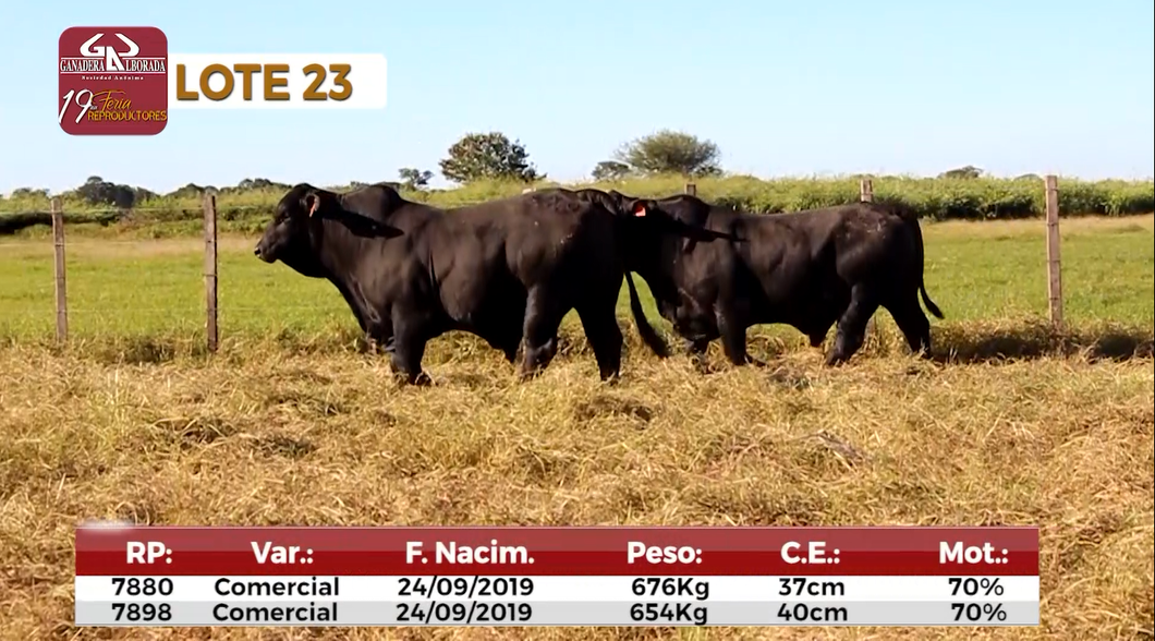 Lote Reproductores de Alborada - Lote 23