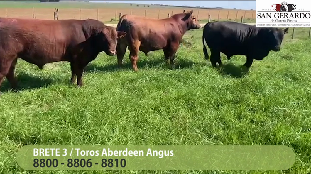 Lote 3 Toros Aberdeen Angus a remate en San Gerardo 2023, Lavalleja