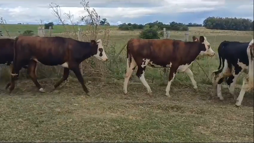 Lote 11 Vaquillonas 1 a 2 años NO - HE/ NO a remate en #42 Pantalla Carmelo  230kg -  en PUNTAS DEL PERDIDO