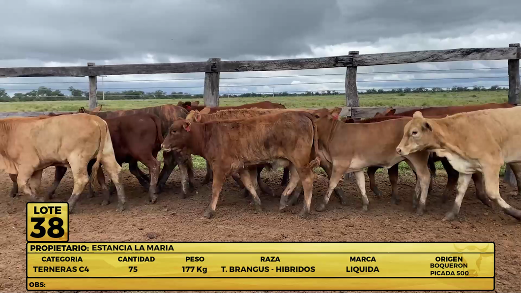 Lote LOTE 38