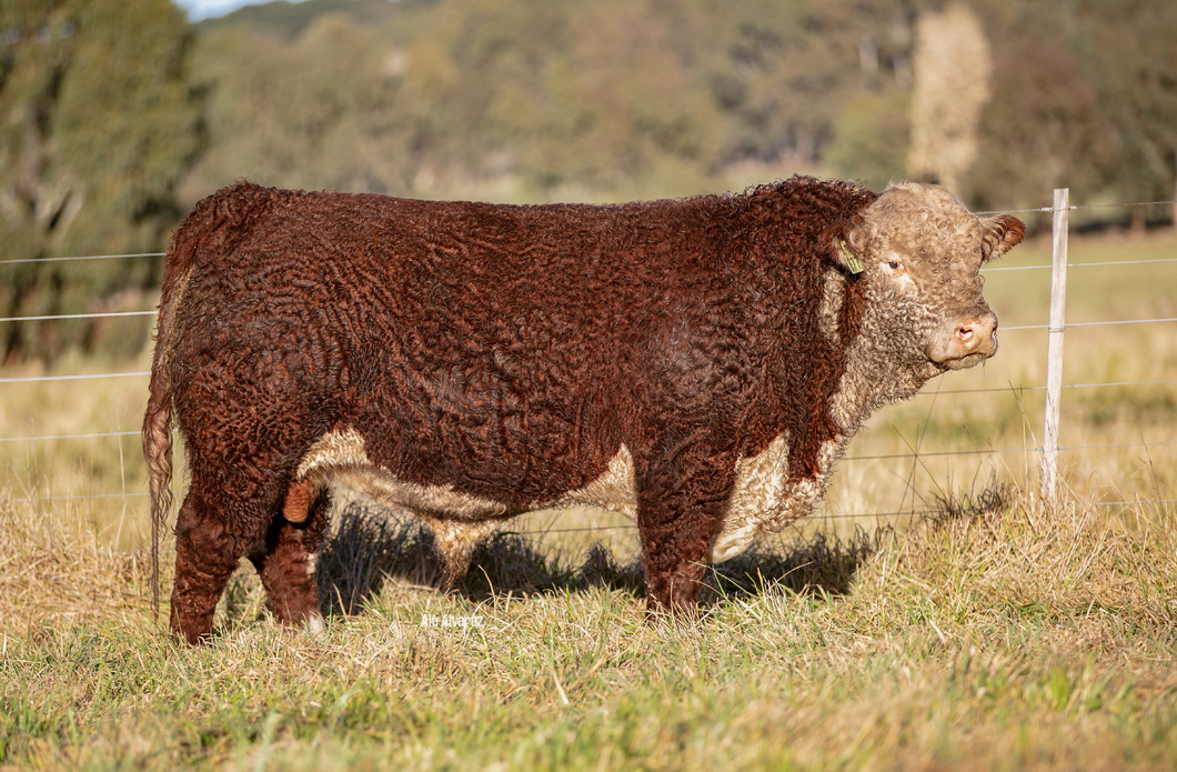 Lote Toro PP