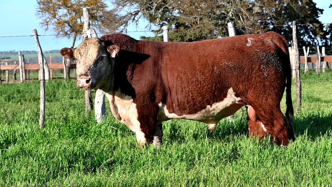 Lote 3 Toros POLLED HEREFORD a remate en Los Novilleros, Montevideo