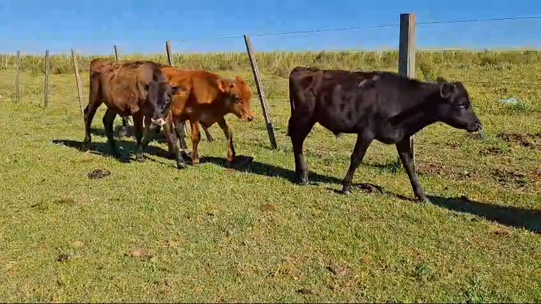 Lote 6 Terneros 3 JE,  3 AAxHO a remate en 26° Remate Anual 160kg -  en CAINSA