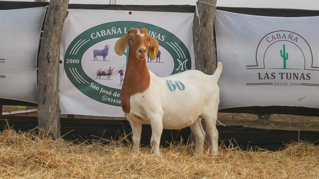 Lote BOER HEMBRA