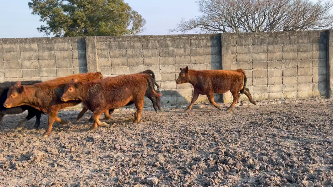 Lote TERNERAS