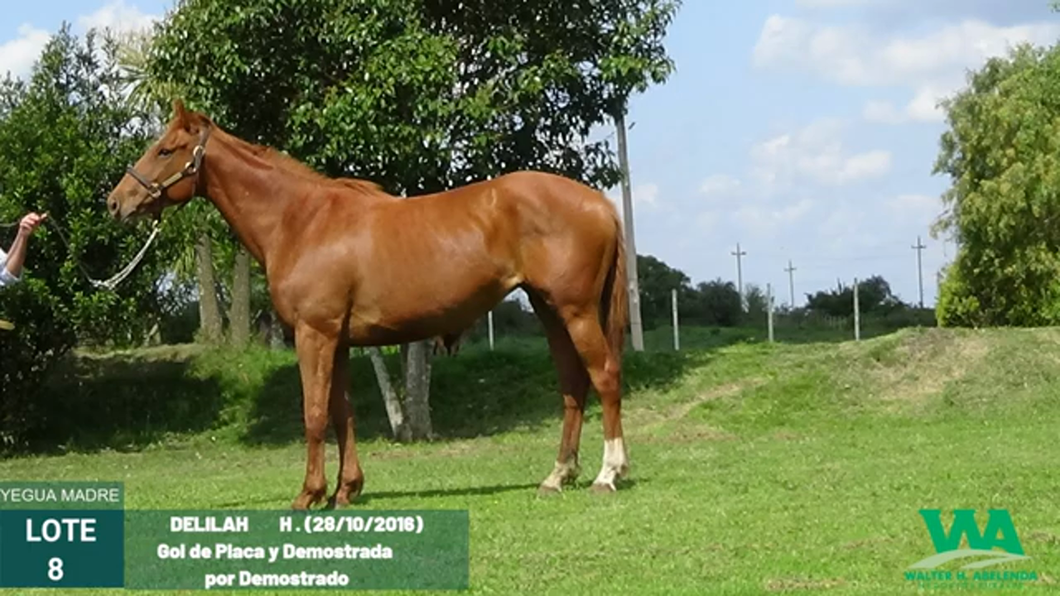 Lote DELILAH