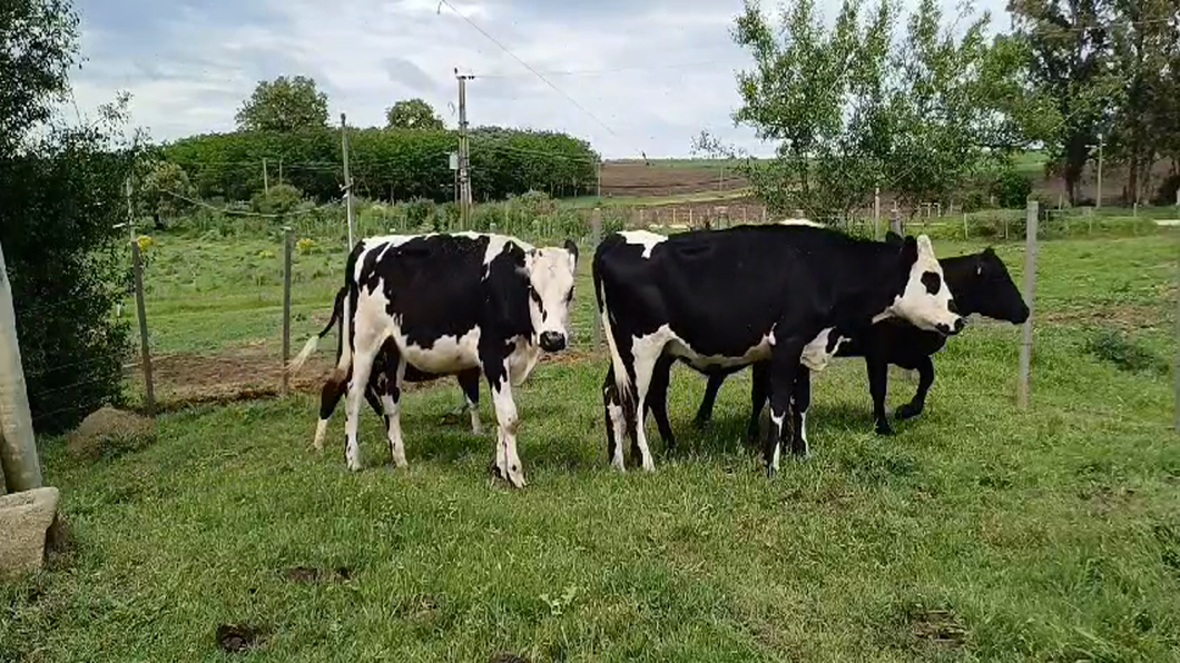 Lote 5 Vaquillonas 1 a 2 años CRUZAS a remate en #50 Pantalla Carmelo 280kg -  en COLONIA ESPAÑOLA