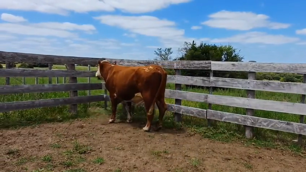 Lote Toros HEREFORD a remate en #42 Pantalla Carmelo  720kg -  en PASO HOSPITAL