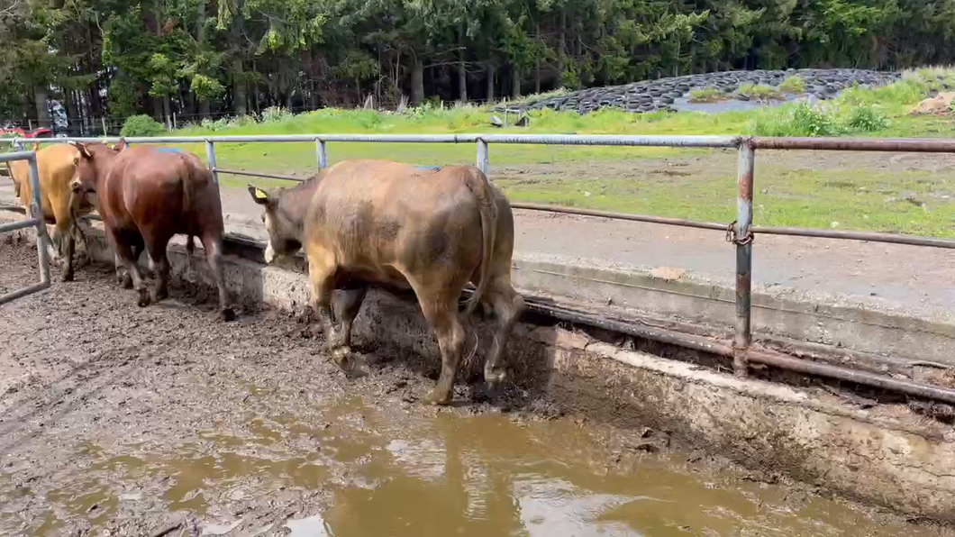 Lote 38 Vaquilla Gorda en Puerto Varas, X Región Los Lagos