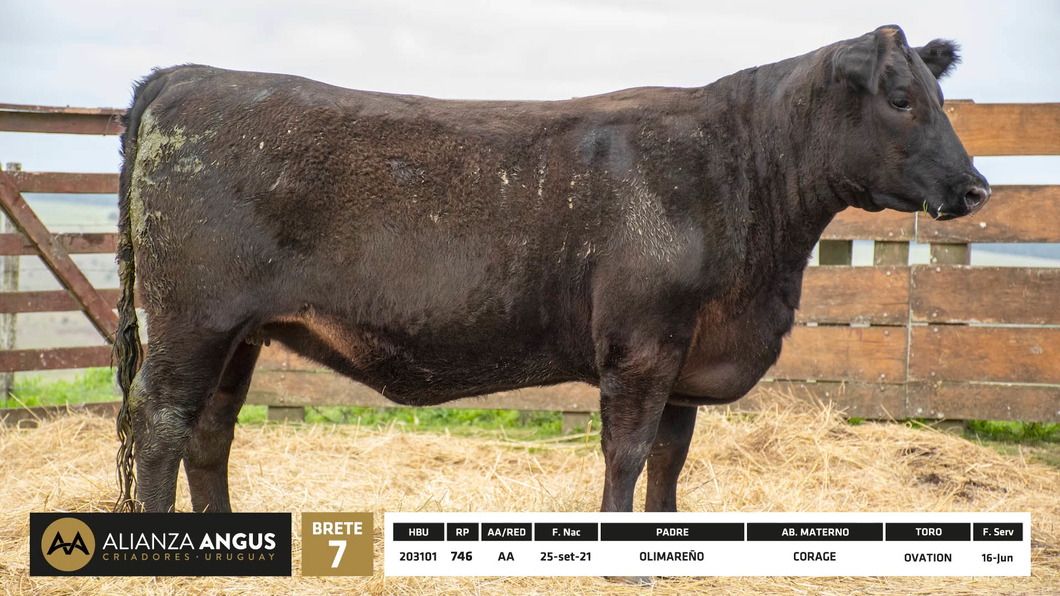 Lote Vaquillona RP 746 - PI 2 Años Preñadas