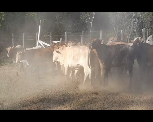 Lote Vaquillas Preñadas