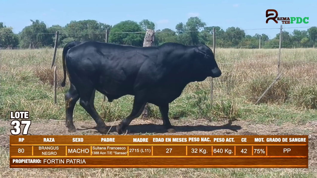 Lote TORO BRANGUS NEGRO - FORTIN PATRIA