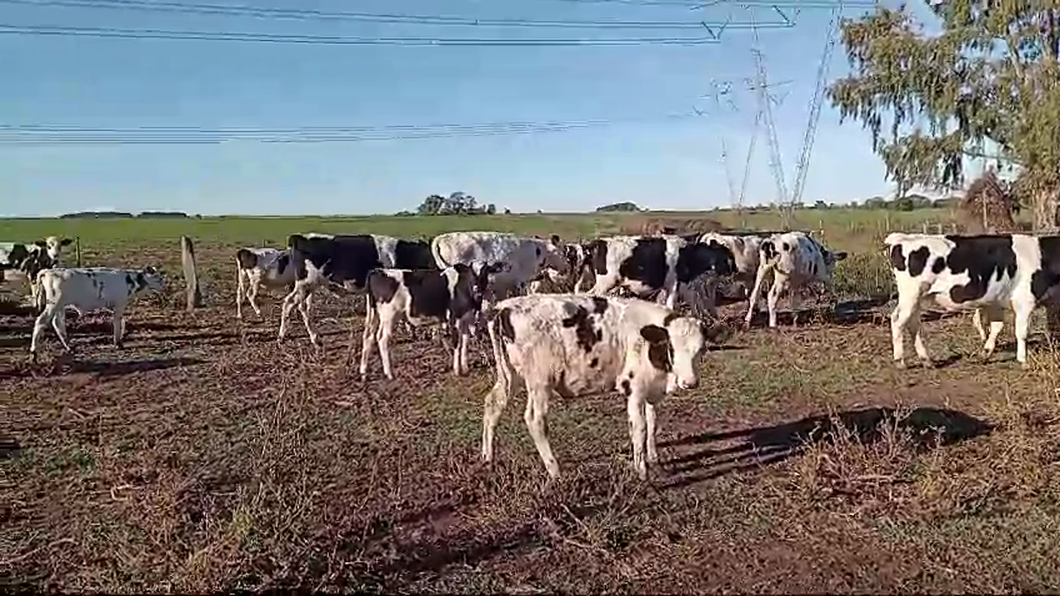 Lote 30 Terneros Holando  EN MACACHIN