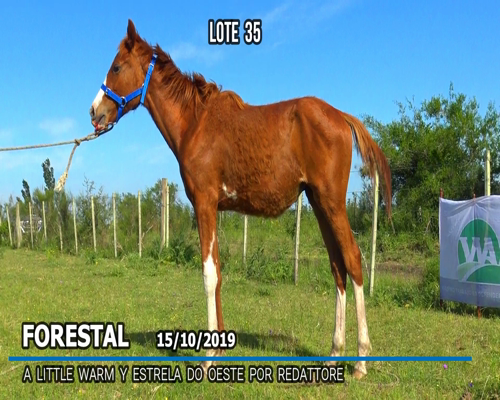 Lote FORESTAL