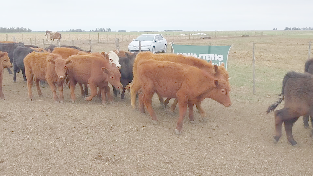 Lote 70 Terneros en Arboledas