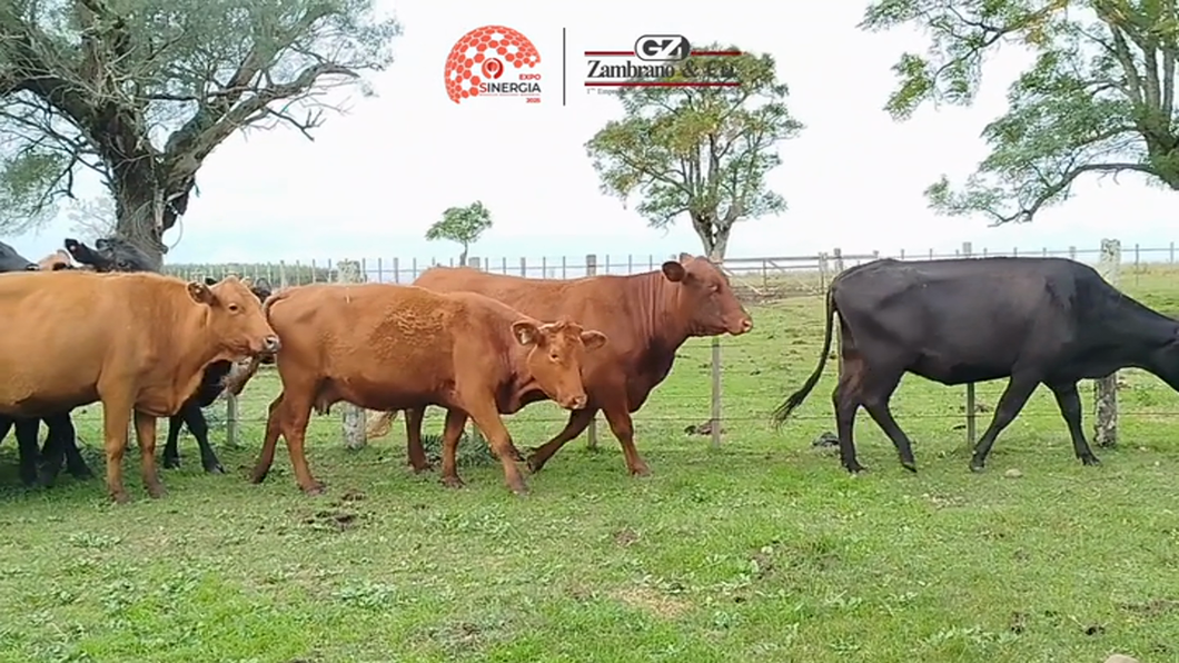 Lote Lote 22