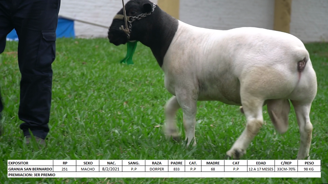 Lote Dorper Expo Internacional 2022 - Lote 21