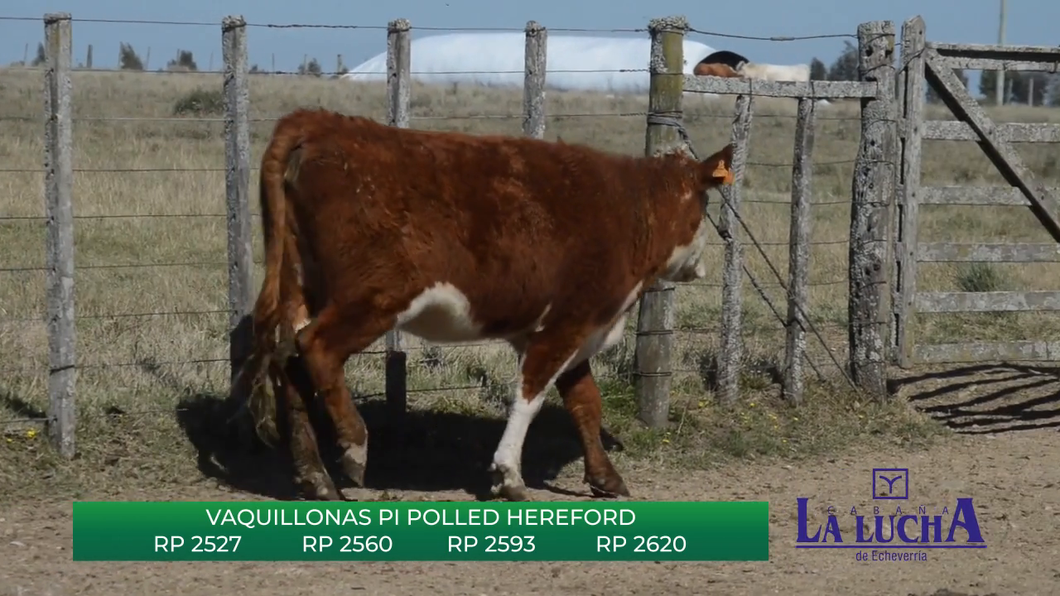 Lote VAQUILLONAS PI POLLED HEREFORD