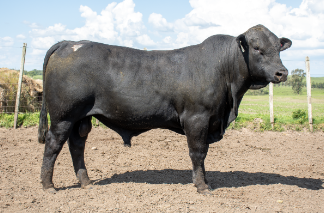 Lote Toros a remate en Nacional Brangus, Tacuarembó