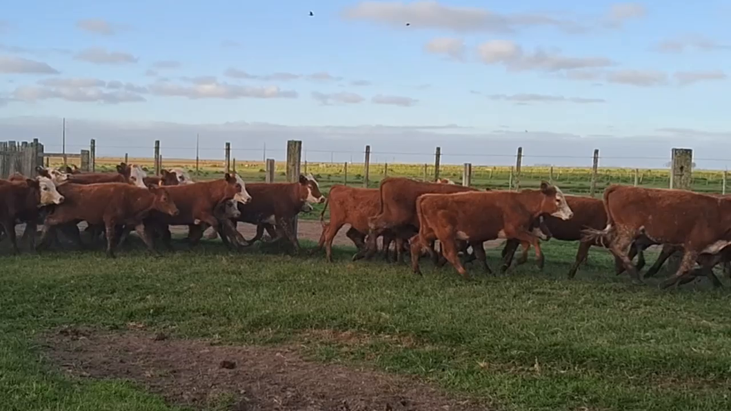 Lote 72 Terneras en Costas de Ayala, Treinta y Tres