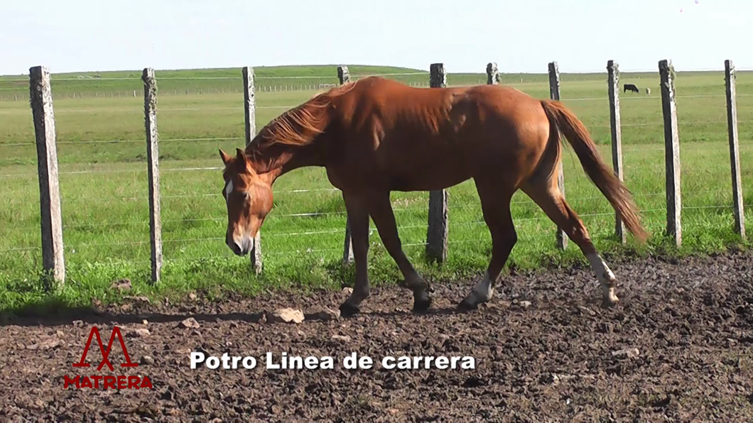 Lote POTROS DE CARRERA