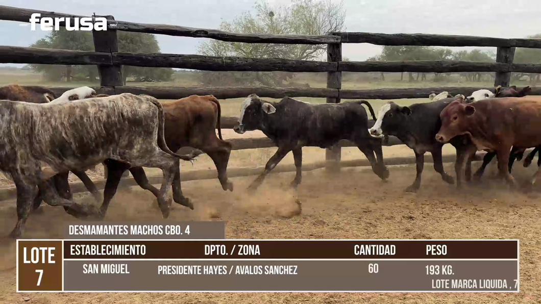 Lote LOTE 7