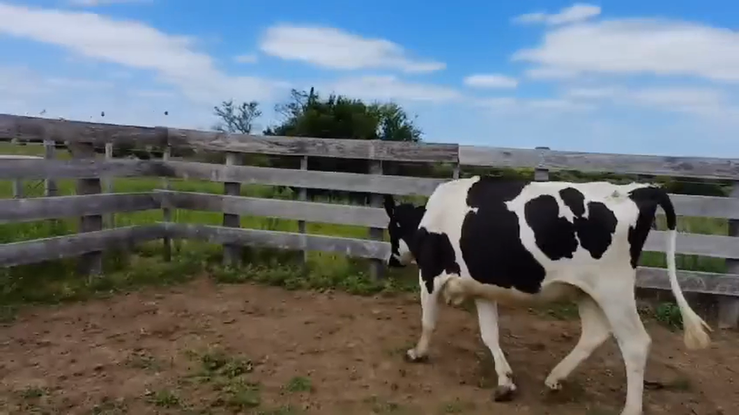 Lote Vaquillonas holando HOLANDO a remate en #42 Pantalla Carmelo  380kg -  en PASO HOSPITAL