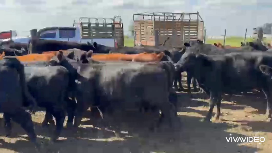 Lote 75 Terneros