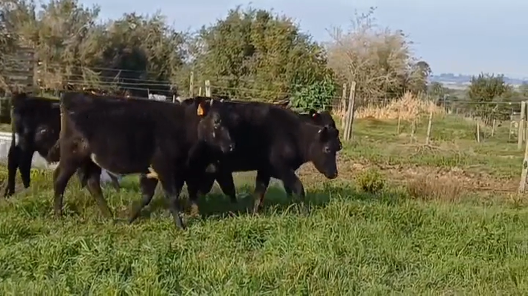 Lote (Vendido)6 Terneras ANGUS/ HOLANDO a remate en #46 Pantalla Carmelo 160kg -  en CUFRE