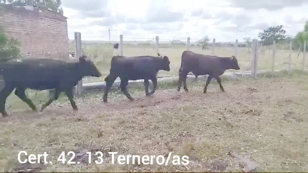 Lote TERNEROS/AS