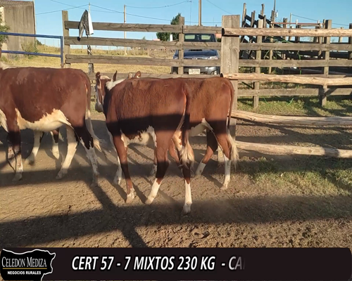 Lote (Vendido)7 Terneros y Terneras HE a remate en 12° Remate por Pantalla 230kg -  en - RUTA 47, PARADOR TAJES