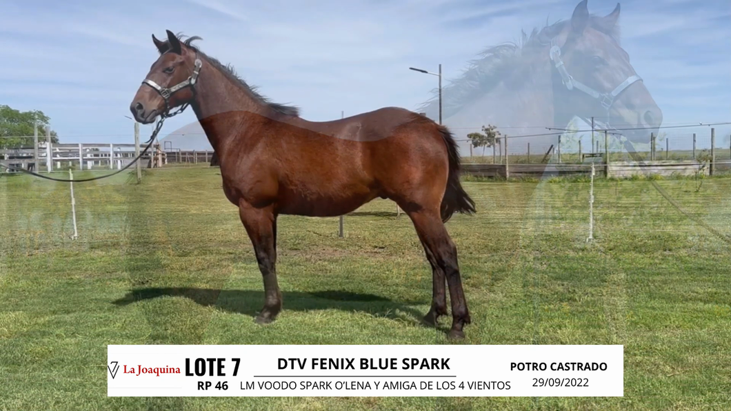 Lote DTV FENIX BLUE SPARK