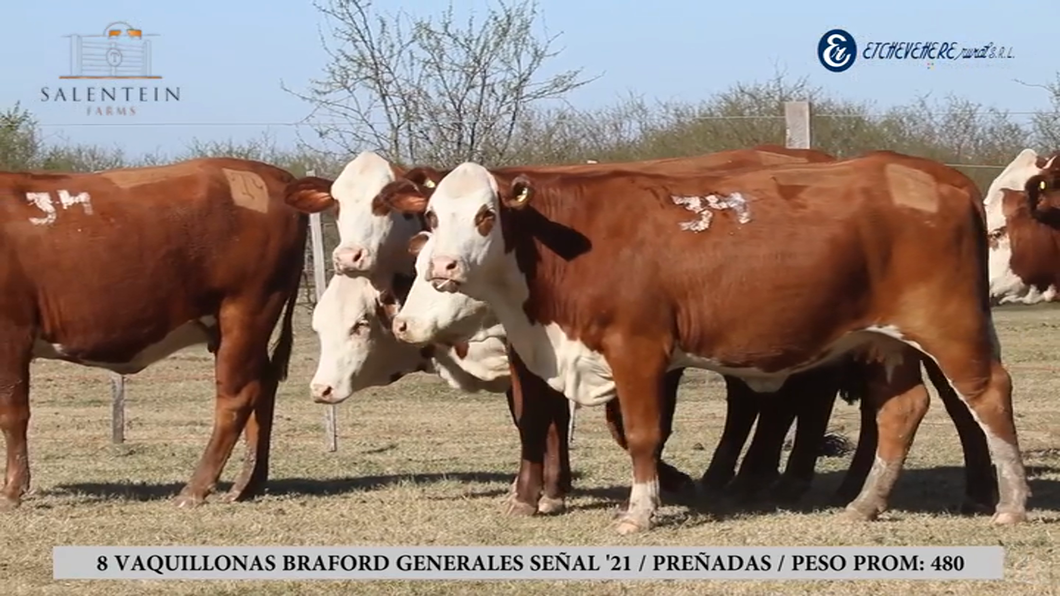 Lote Vaquillas Braford Generales Señal ´21-Preñadas IATF (28-12-2023) y Servicio Colectivo (03/01/24 al 05/02/24)