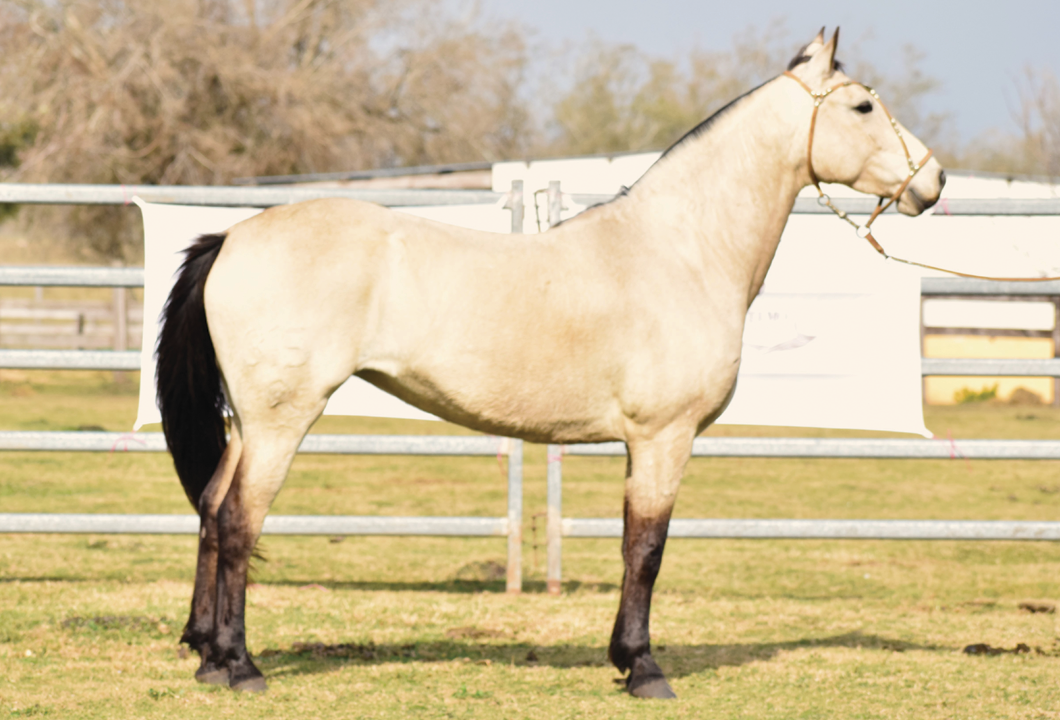 Lote PULGA SAN TELMO