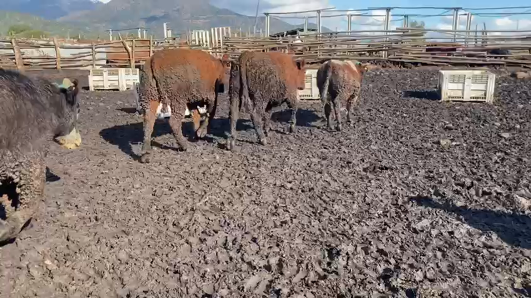 Lote 20 Novillo Gordo en Codegua, VI Región O-Higgins