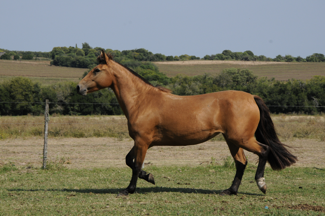 Lote Catalana Dorada