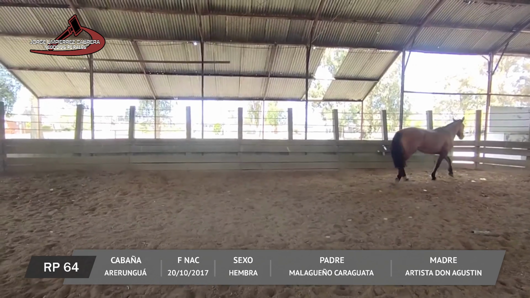 Lote TIMBÓ GUASQUERA