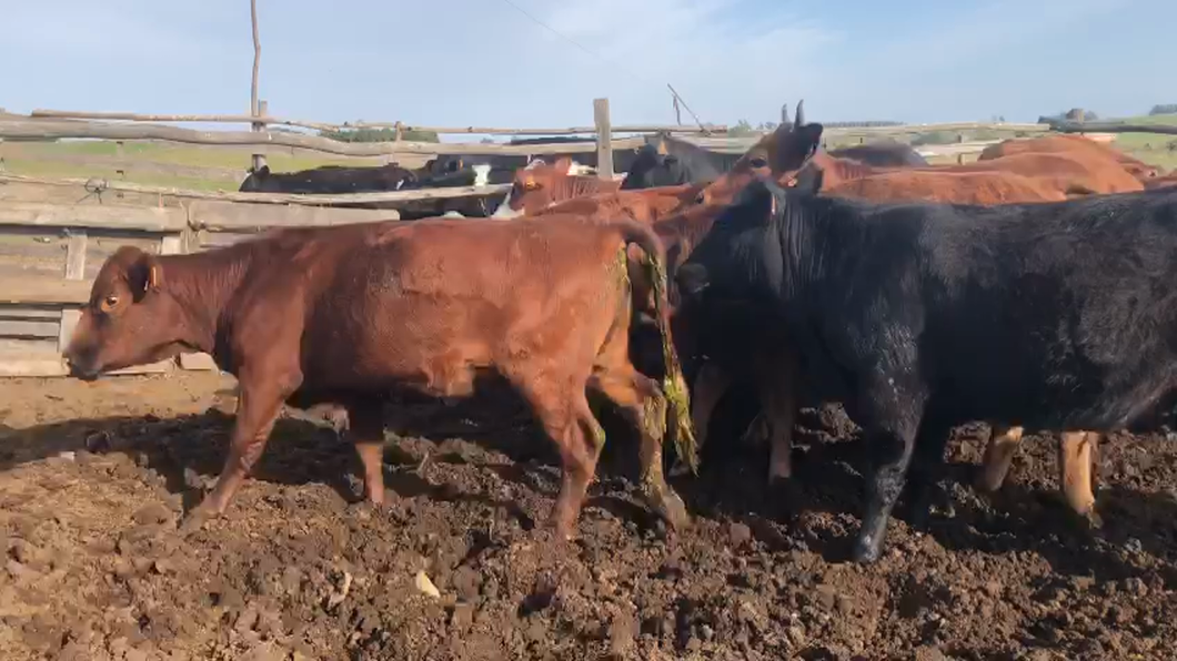 Lote 10 Vaquillonas  Brangus y Braford a remate en Aniversario 115 Años - Camy en Paso Del Rey