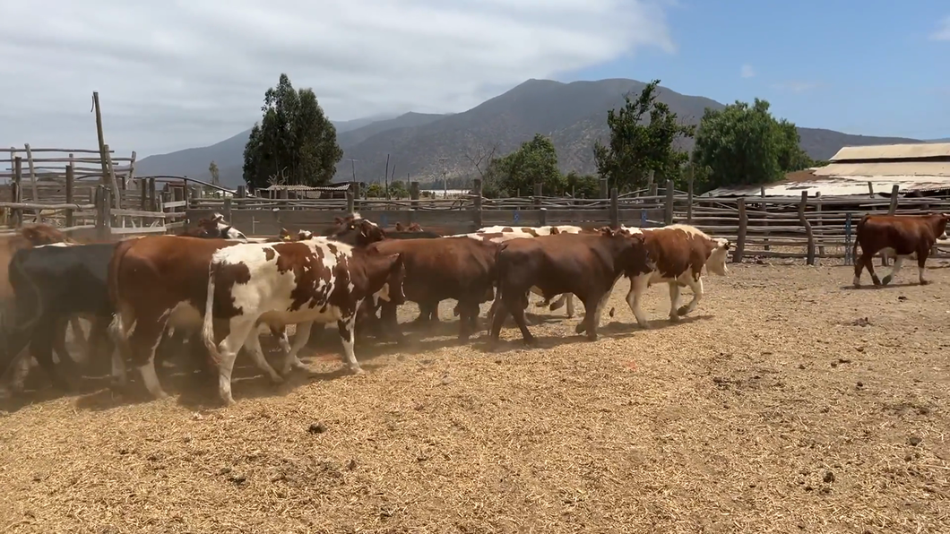 Lote 35 Novillo Engorda en La Ligua, V  Región Valparaíso