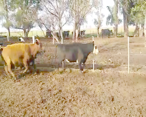 Lote 17 Vacas nuevas con garantía de preñez en Pehuajó, Buenos Aires