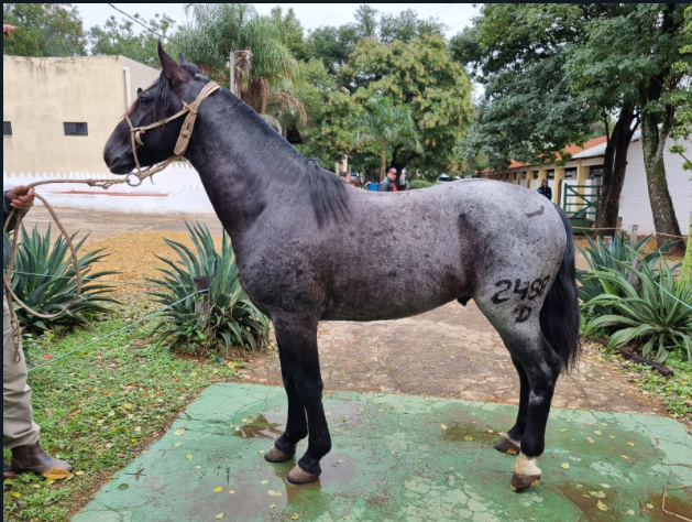 Lote CRIOLLOS EXPO INTERNACIONAL 2022 RP 2488- LOTE 16