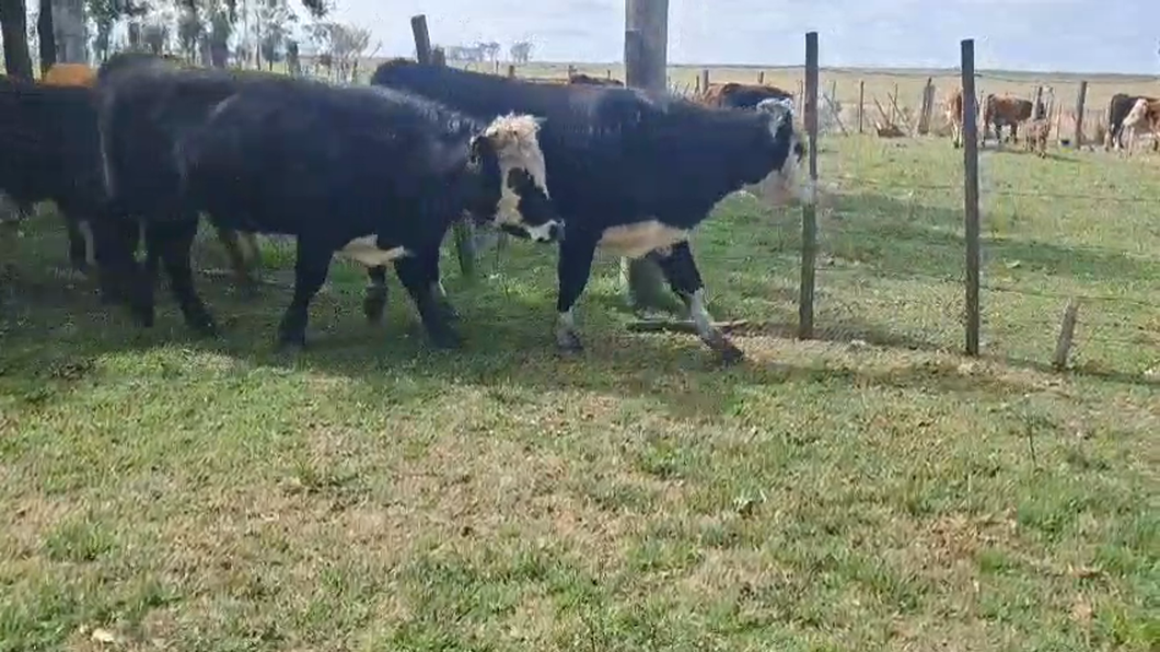 Lote 12 Novillos 1 a 2 años 5 HE,  5 HE x AA,  2 RA x HE a remate en Pantalla Expo Salto - Daniel Medina 285kg -  en PATITAS. 32 KM DE B.BRUM. 50 KM DE T. ARAPEY