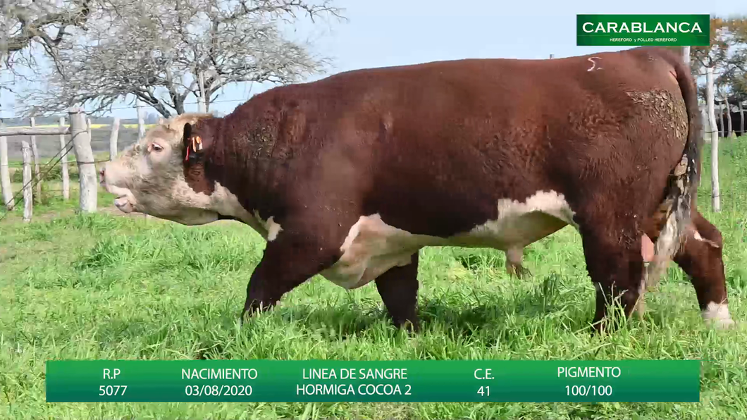 Lote Carablanca