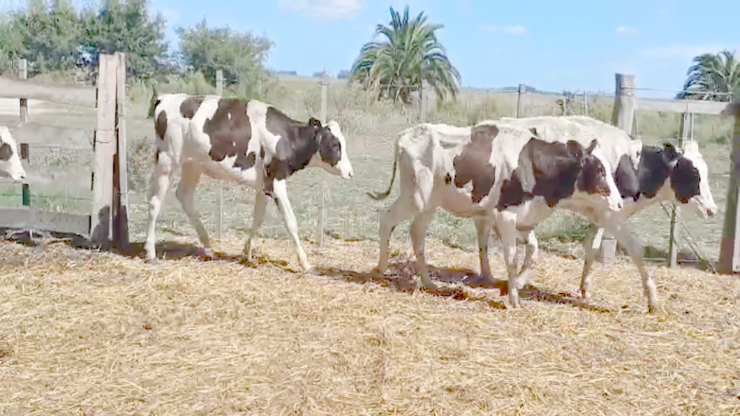 Lote 9 Terneras Holando 8 HOLANDO - 1 JE/ HO a remate en #42 Pantalla Carmelo  160kg -  en PIEDRA CHATA