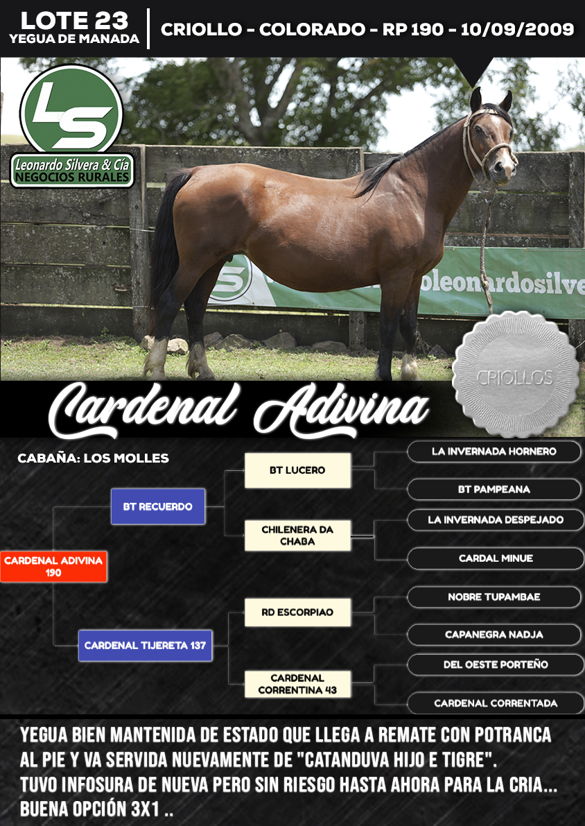 Lote CARDENAL ADIVINA